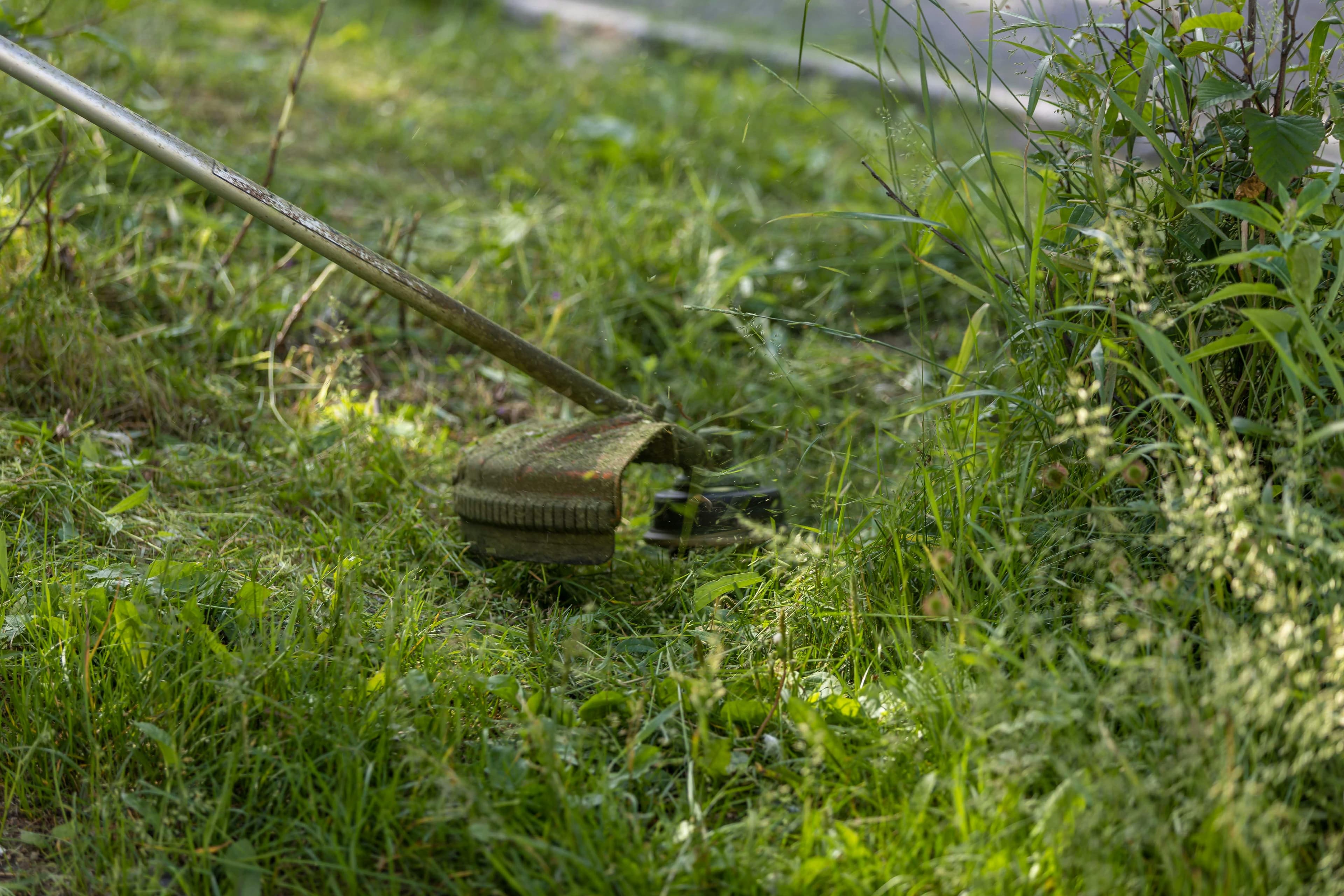 Slightly overgrown suburban lawn with patches of taller grass in soft morning light