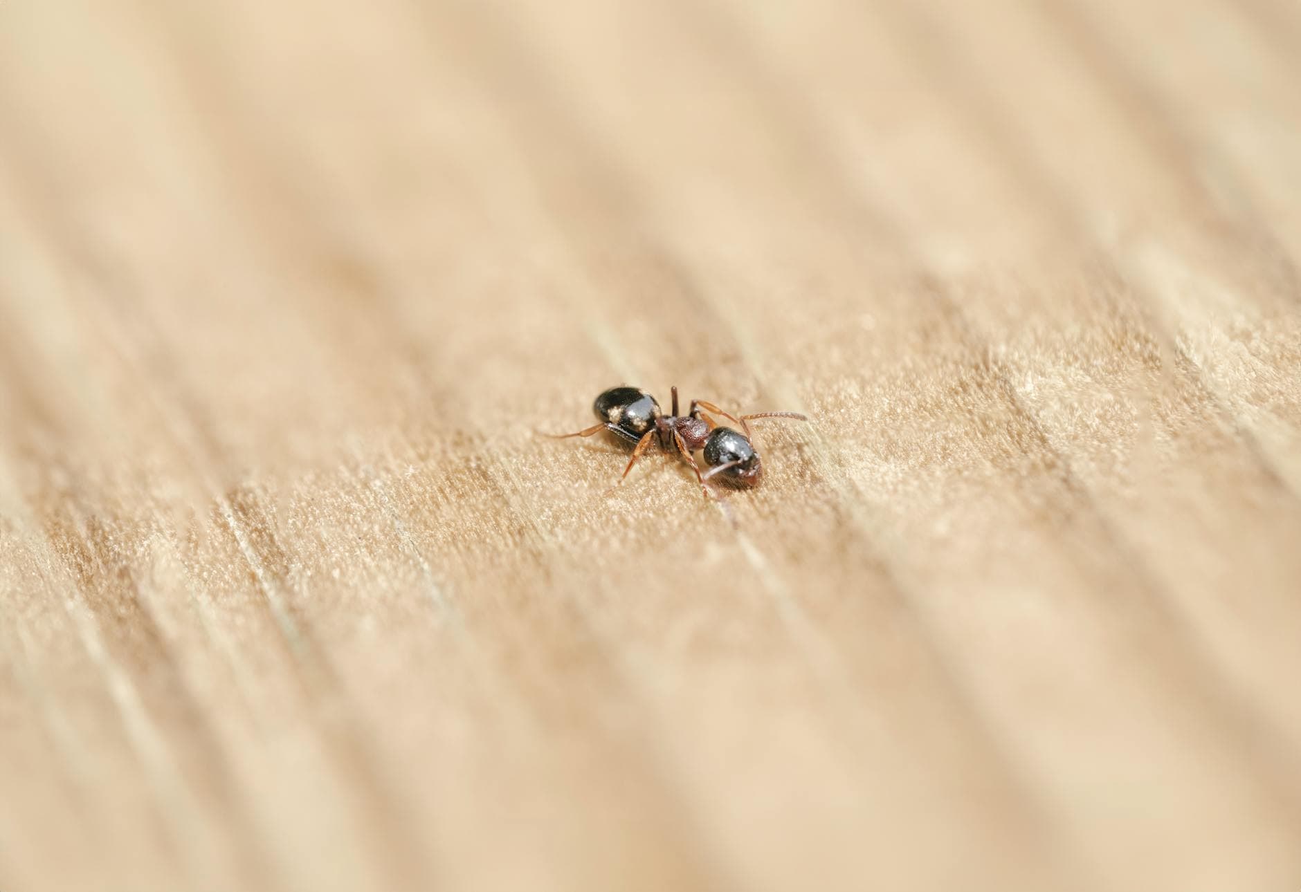 Pest inspection residential