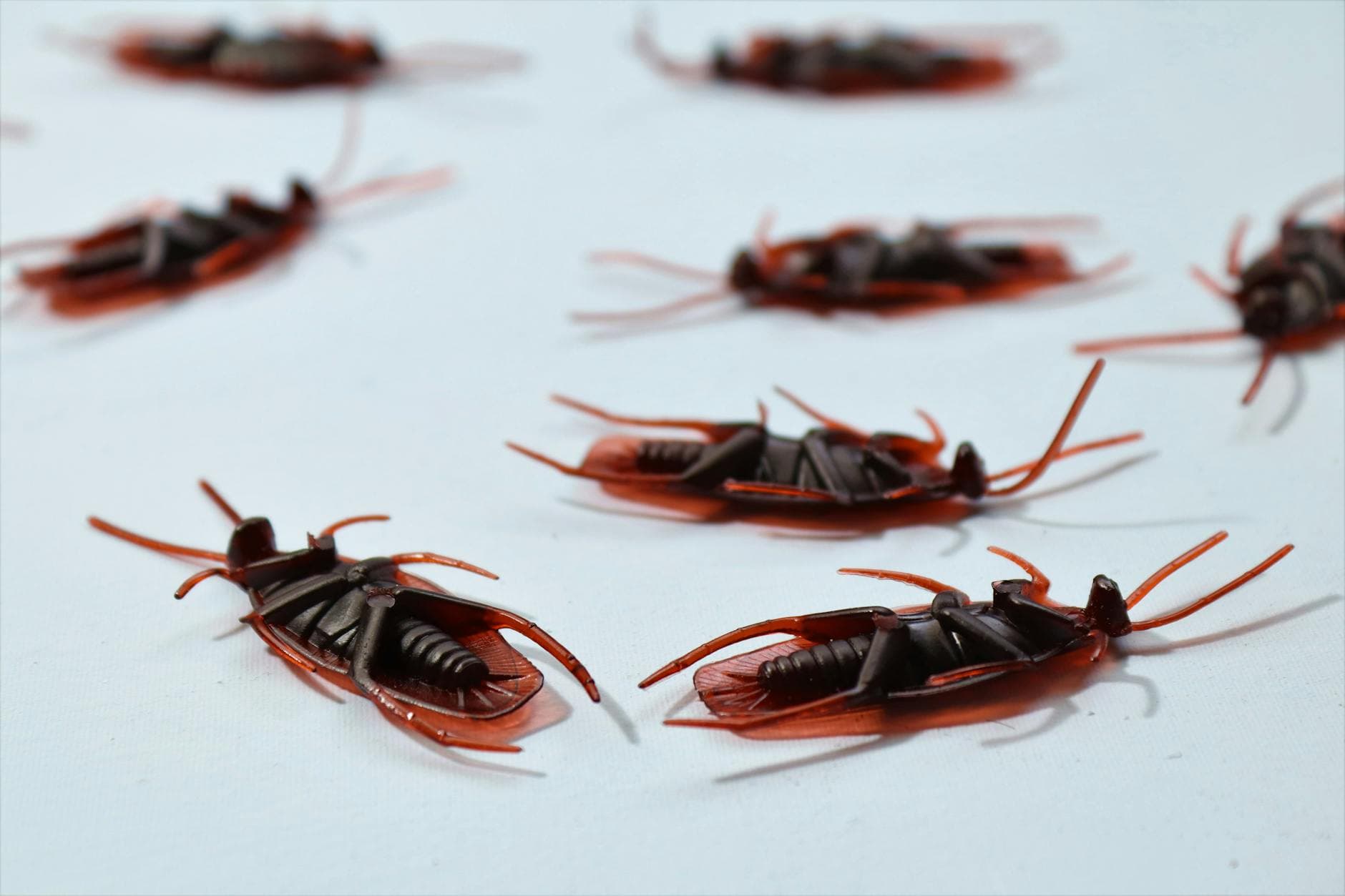 Pest control first visit