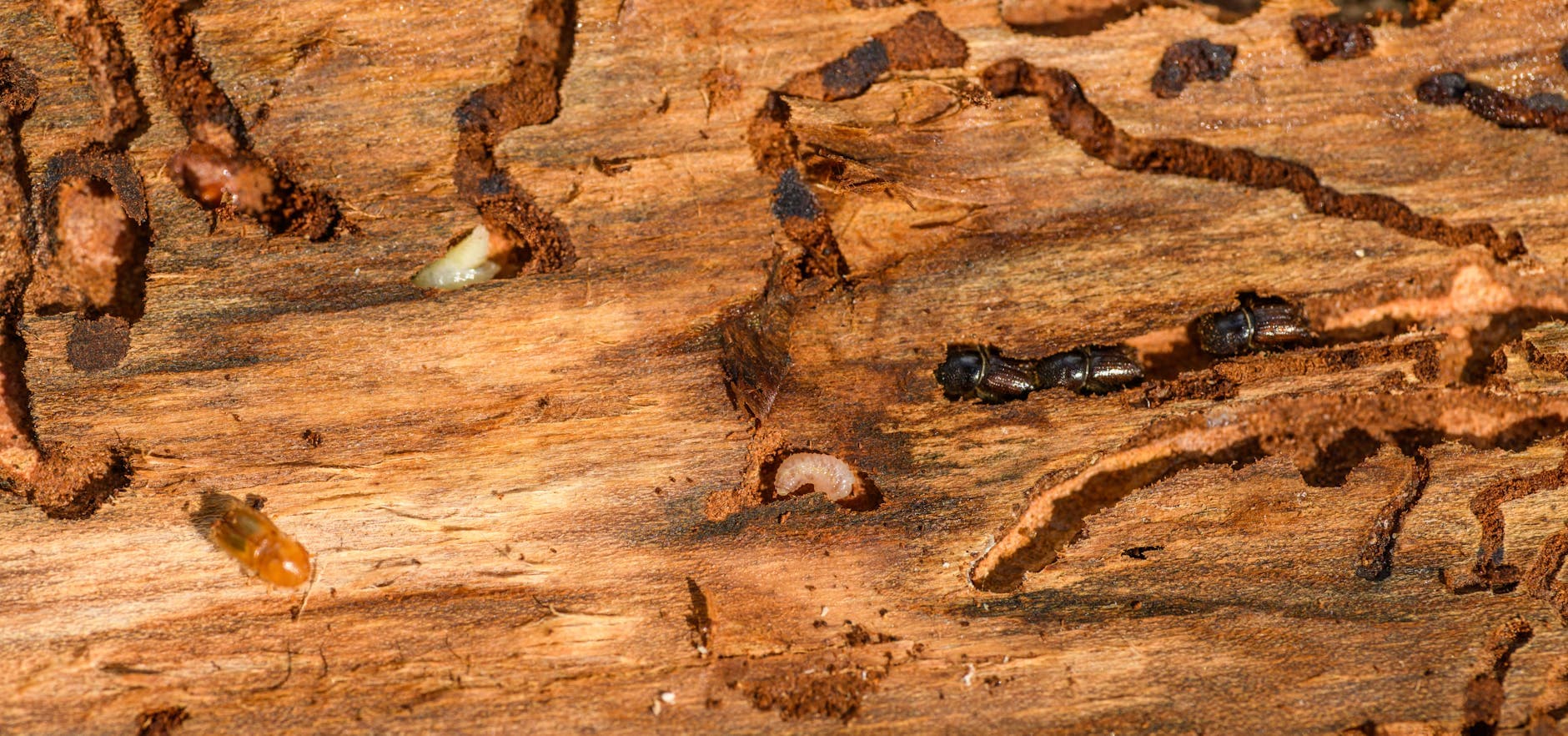 Termite damage in wood