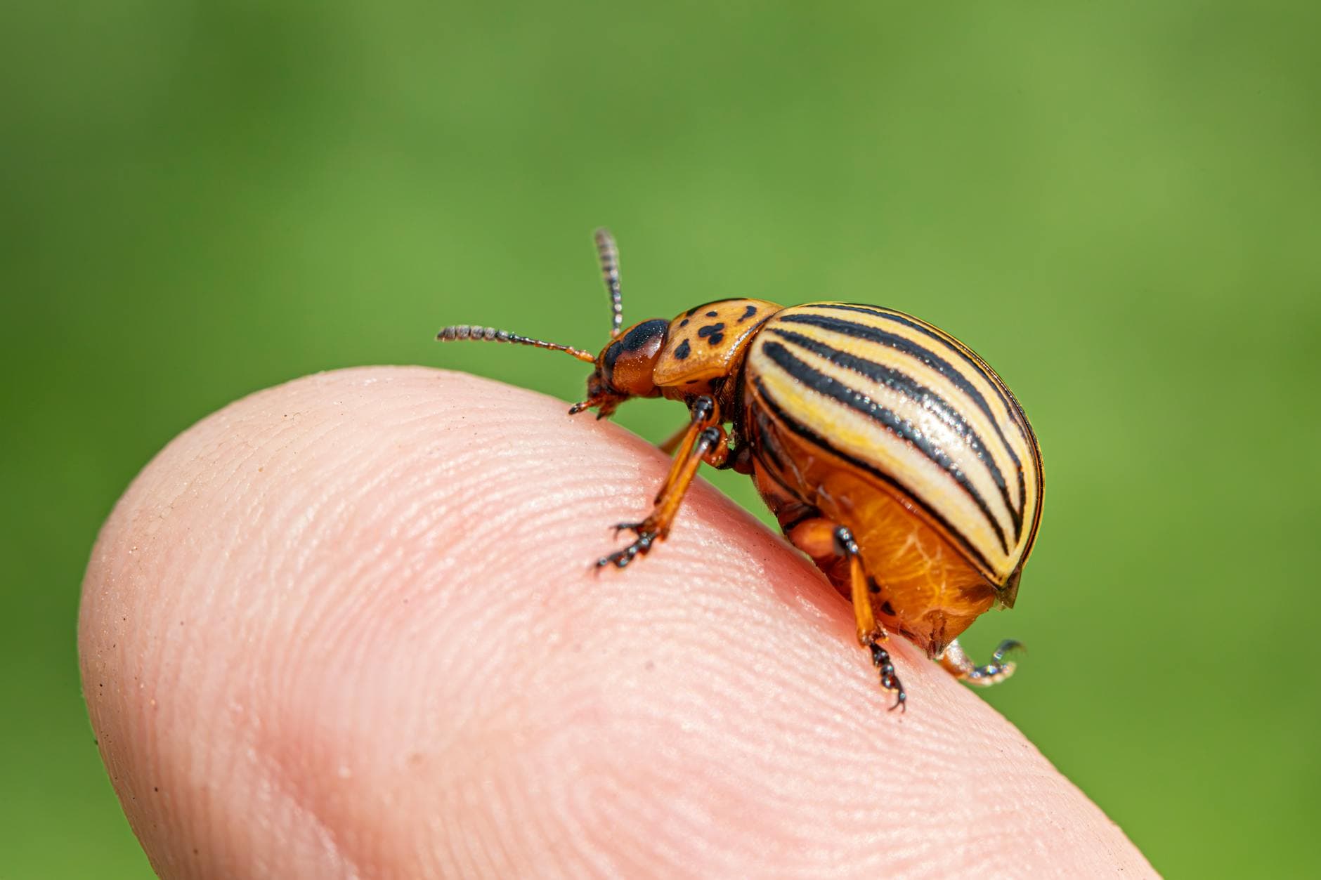 Pest control technician friendly