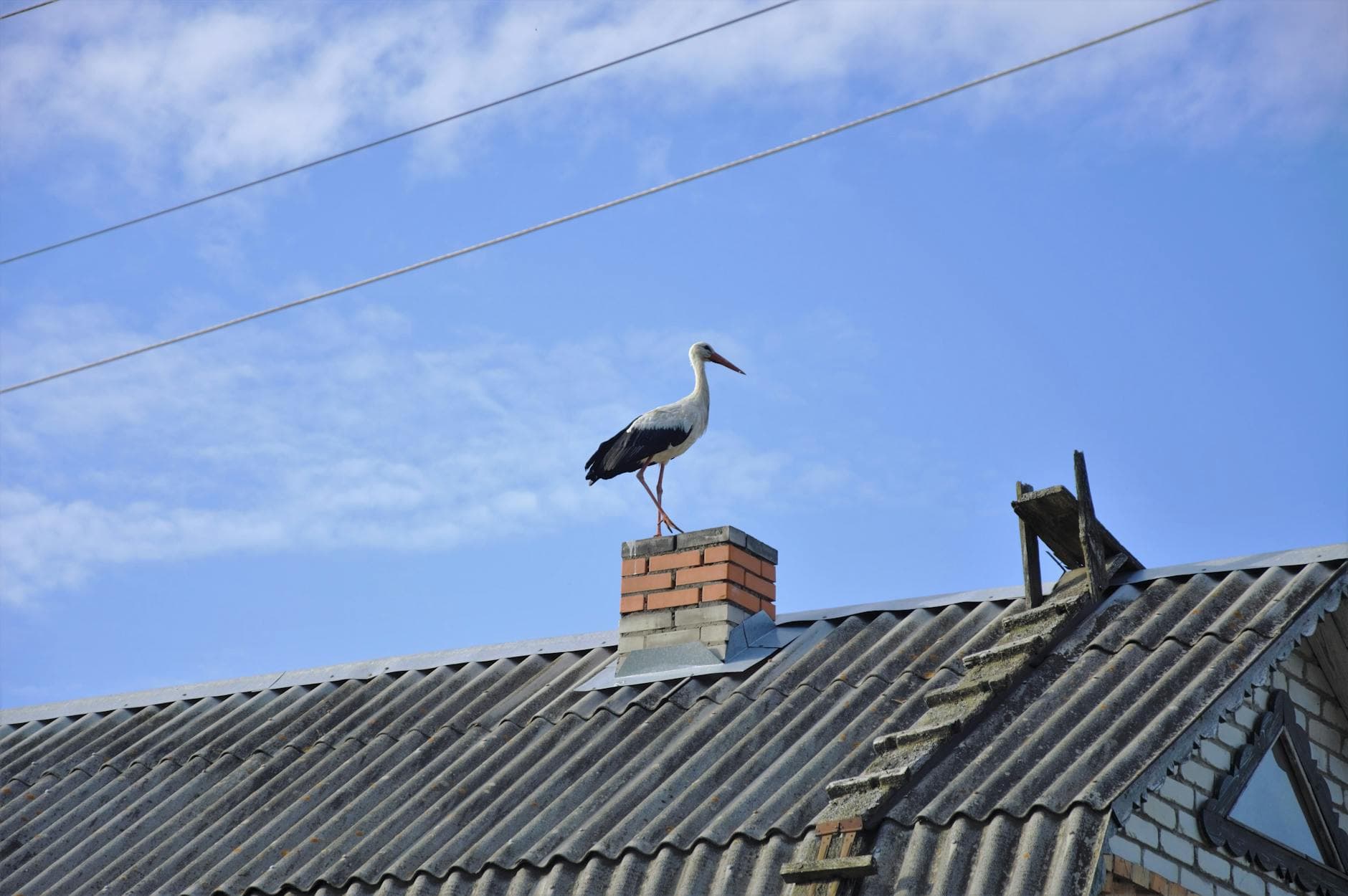 Wildlife near residential roofline